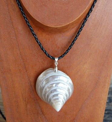 colection shell necklace