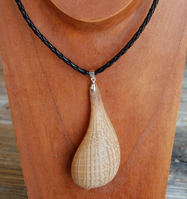 colection shell necklace